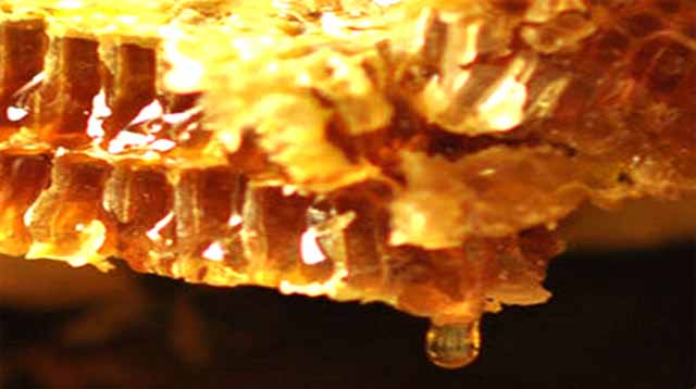 土养中蜂几月份割蜜?