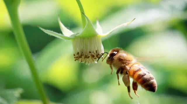夜间管理蜂群的好处