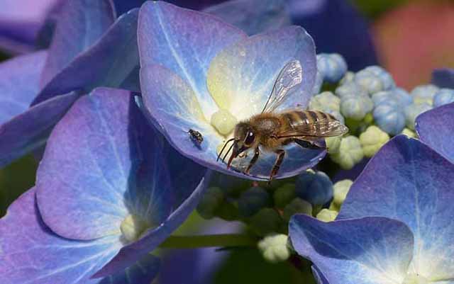 中蜂良种培育的几点认识