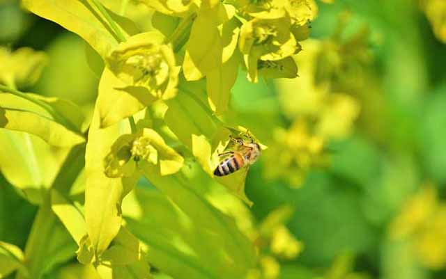 为什么蜂王会突然不产卵