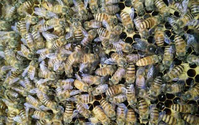 蜜蜂雄蜂为什么会过多