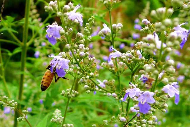 蜜蜂最怕什么？