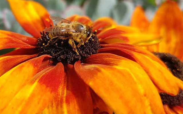 蜂群诱王与换王有术