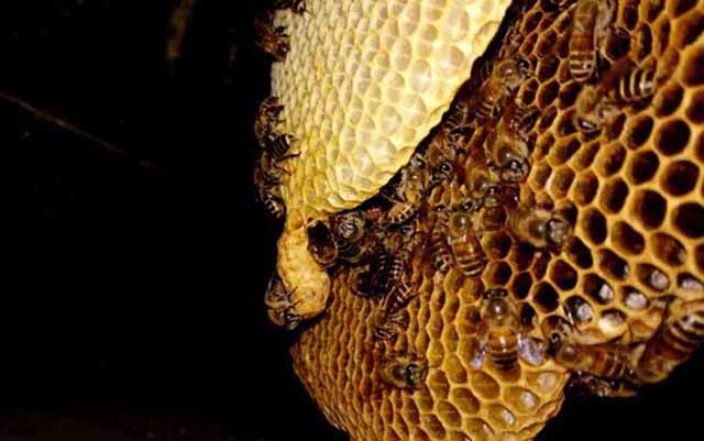 蜜蜂为什么要咬开封盖?