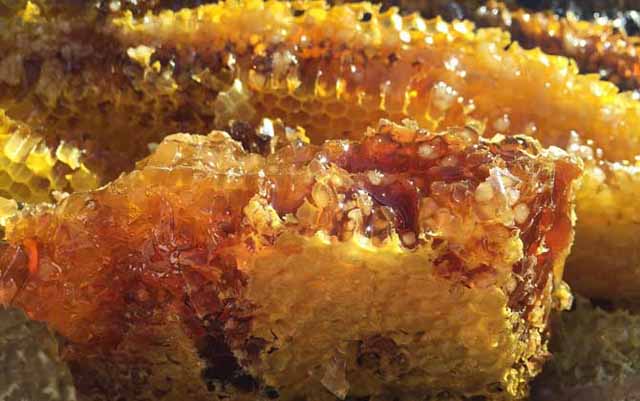 初春,蜜蜂爬出蜂箱就死亡是什么原因?