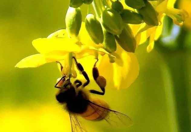 养蜂行业为什么不被看好?