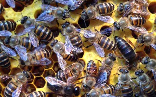 中蜂养殖需要具备哪些技术?