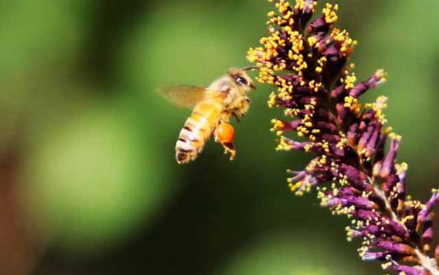 小蜜蜂和大蜜蜂的区别