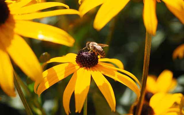 掌握好蜜蜂繁殖的“促”与“控”