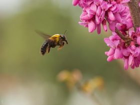 取走蜂蜜对蜜蜂有影响吗（蜂蜜被取走了蜜蜂会饿死吗？）