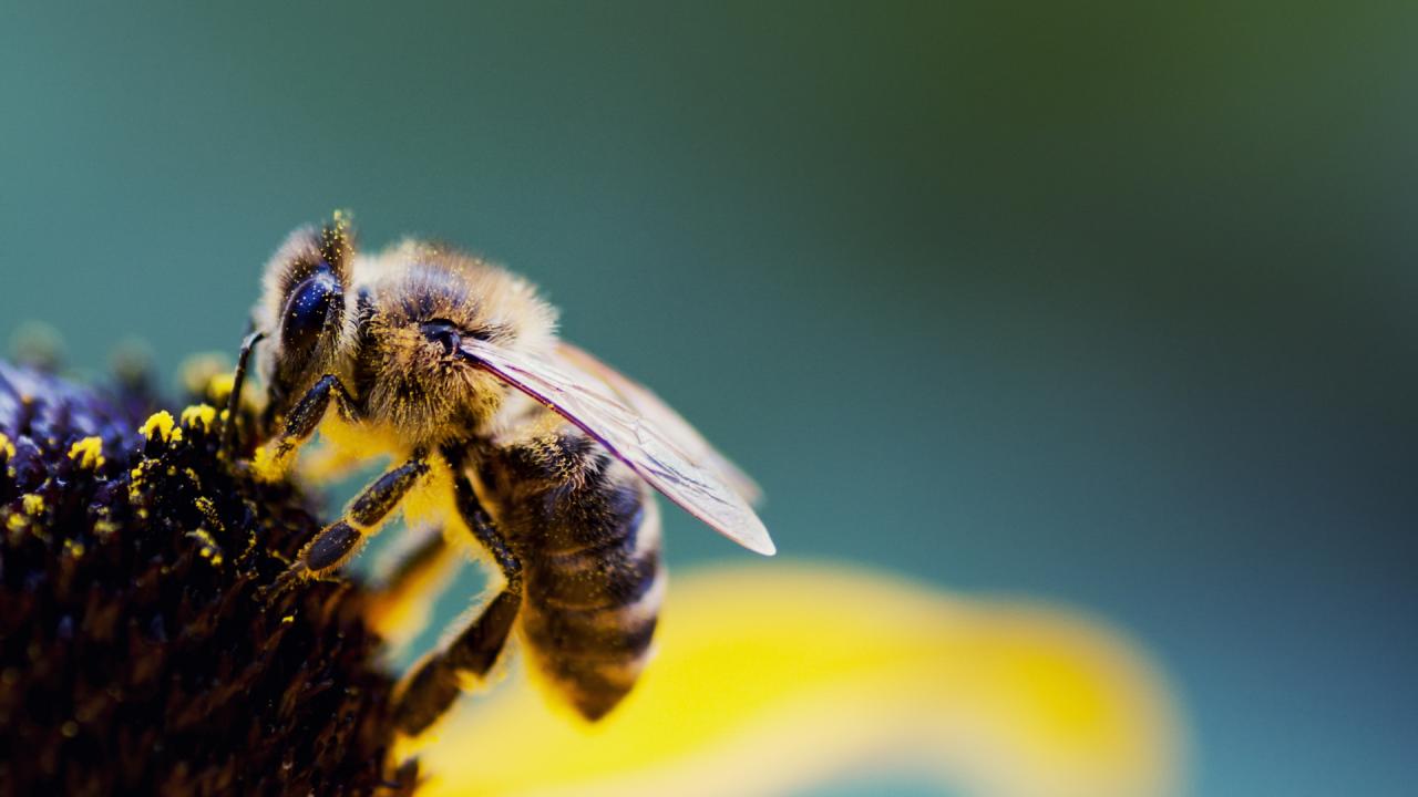 屋里飞进蜜蜂怎么办(家里飞进蜜蜂怎么办)