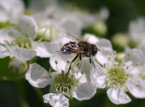 黑羽蜂是什么蜂 – 黑羽蜂的介绍