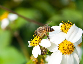 黑羽蜂是什么蜂 – 黑羽蜂的介绍