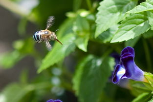 黑羽蜂是什么蜂 – 黑羽蜂的介绍