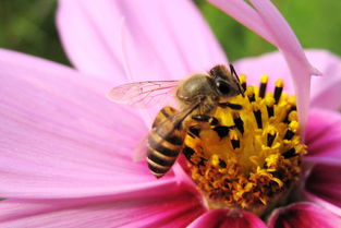 刚收的蜜蜂为什么打架(蜜蜂为什么要打架)