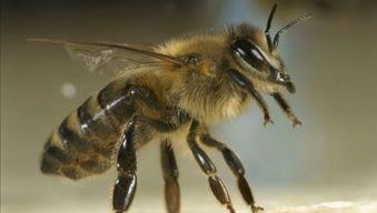 刚收的蜜蜂为什么打架(蜜蜂为什么要打架)