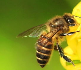 刚收的蜜蜂为什么打架(蜜蜂为什么要打架)