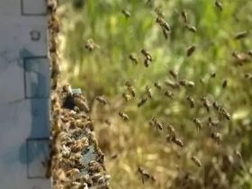 如何近距离移动蜂群 – 蜂箱移动技巧