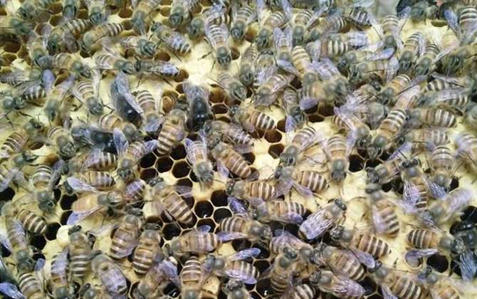 蜜蜂的雄蜂是什么发育而来（蜜蜂产雄蜂是什么原因）