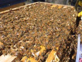 一张蜂脾有多少蜂蜜 – 一斤中蜂蜂量有多少脾