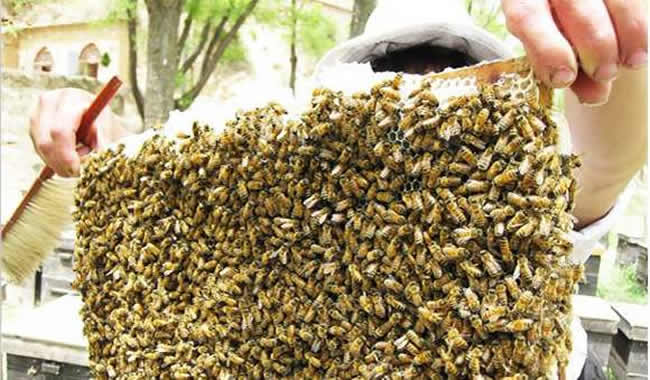 取蜜最佳时间白天还是晚上(取蜂蜜白天晚上什么时候取最适合)