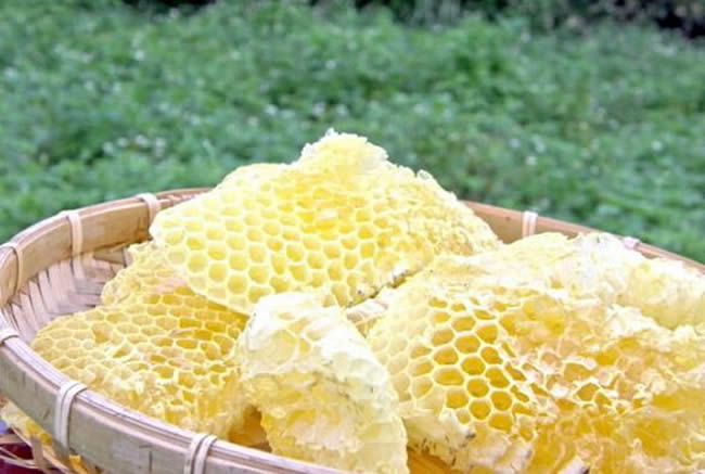 蜂巢脾是什么 – 蜂巢脾的功效与作用