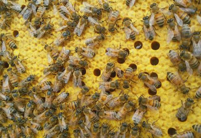 40℃下的东北黑蜂能成活吗（南方能养东北黑蜂吗）