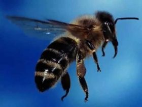 养殖新疆黑蜂的注意事项 – 新疆黑蜂蜂蜜怎么样