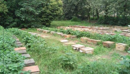 养殖二十箱蜜蜂一年收入有多少？