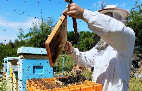 现在养20箱蜜蜂利润多少？