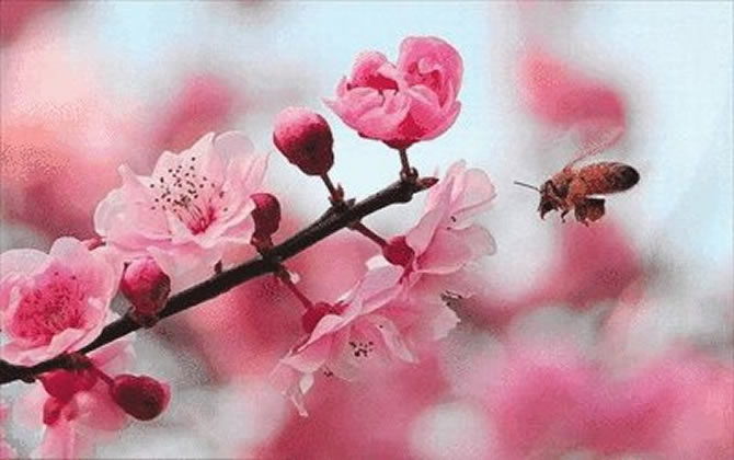 蜜蜂比喻生活中的什么（蜜蜂的比喻是什么）