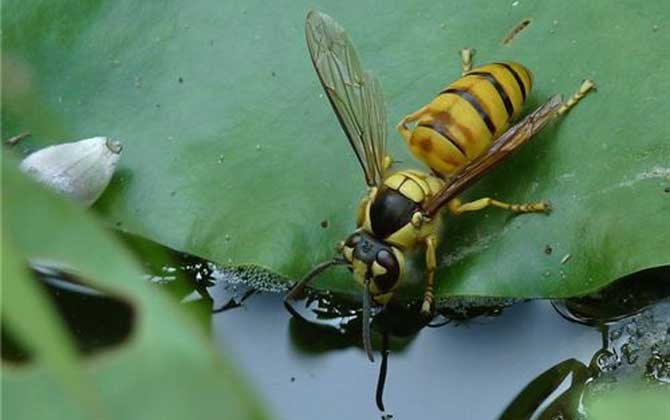 黑盾胡蜂 – 黑盾胡蜂的习性和找寻方法