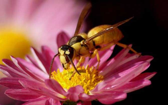 黑盾胡蜂 – 黑盾胡蜂的习性和找寻方法