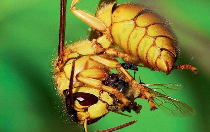 黑盾胡蜂 – 黑盾胡蜂的习性和找寻方法