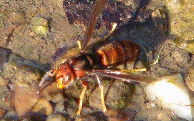 黄脚胡蜂 – 黄脚胡蜂的形态特征和生活习性