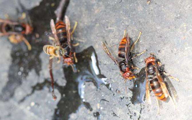 黄脚胡蜂 – 黄脚胡蜂的形态特征和生活习性