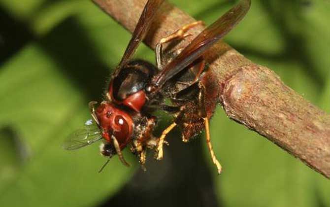 黄脚胡蜂 – 黄脚胡蜂的形态特征和生活习性