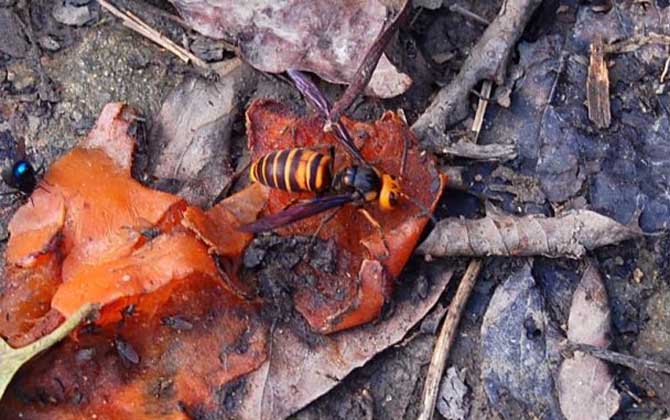 金环胡蜂是什么 – 金环胡蜂的毒性