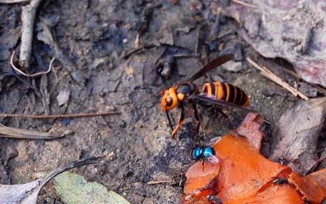 金环胡蜂是什么 – 金环胡蜂的毒性