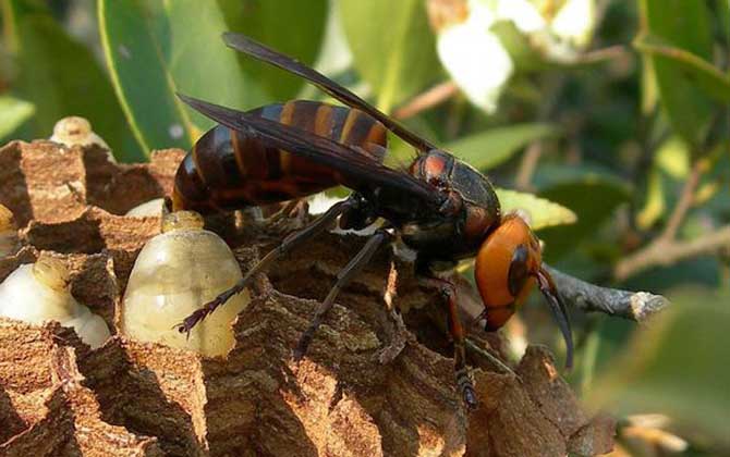 金环胡蜂是什么 – 金环胡蜂的毒性