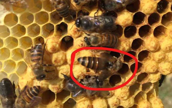 中国一共有多少种蜜蜂(中国有多少种蜜蜂)