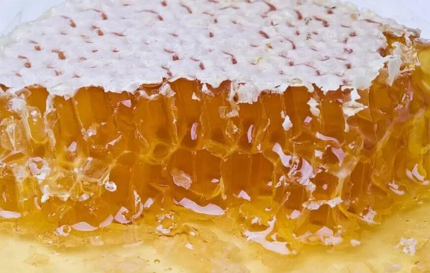 野生蜜蜂的天敌有哪些(蜜蜂的天敌有哪些)