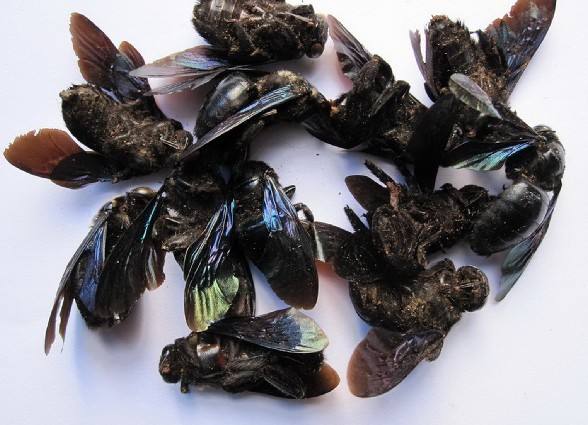 咸竹蜂是什么蜂 – 咸竹蜂的功效作用与禁忌