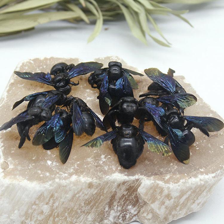 咸竹蜂是什么蜂 – 咸竹蜂的功效作用与禁忌