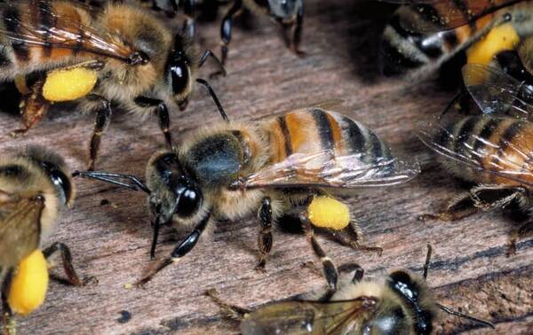 阿坝中蜂高温下采集能力强吗(阿坝中蜂耐高温吗)