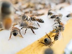 蜂群中没有王台会逃蜂吗（蜜蜂养殖，蜂王见不到王台，蜂群会不会分蜂）