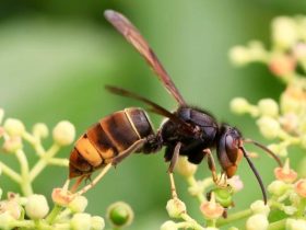 什么是花脚胡蜂 – 马蜂品种图片说明