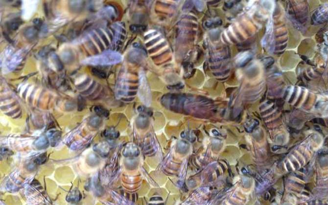 是所有蜜蜂都可以成为蜂王吗(蜜蜂中的蜂王是什么蜂)