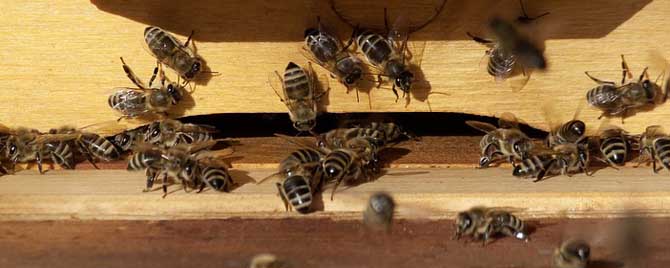 蜜蜂要冬眠过冬吗(蜜蜂要不要冬眠)