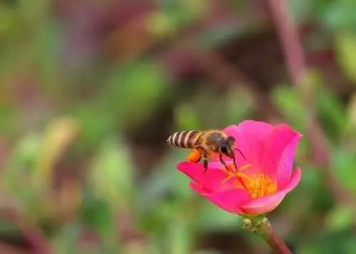 10楼以上可以养蜂吗(城市高楼可以养蜜蜂吗)